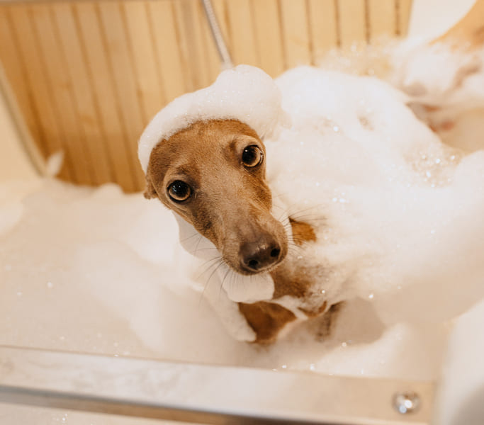 Self wash spa wellness in Prague is suitable for small dogs