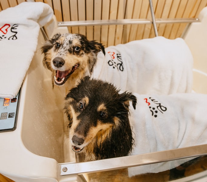 Self wash spa wellness in Prague is suitable for medium-sized dogs