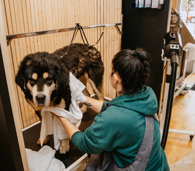 Self wash spa wellness in Prague is suitable for large dogs